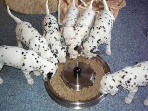 Die 7 Zwerge beim ersten Fressen im "neuen Zuhause"