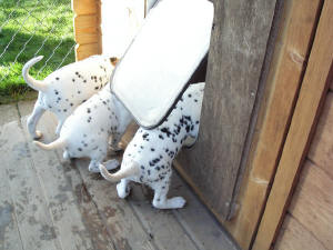 Dalmatiner vom Velener Schloss