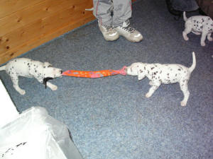 Bruce und Belisha-Maggie