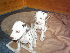 Belisha-Maggie und Brian