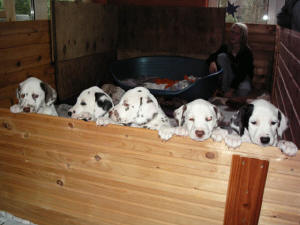 B Wurf  Dalmatiner vom Velener Schloss