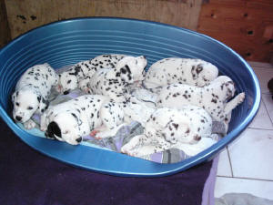 B Wurf  Dalmatiner vom Velener Schloss