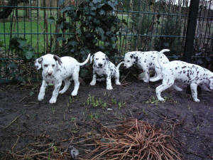 B Wurf  drau�en im Garten     Dalmatiner vom Velener Schloss