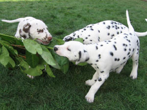 Mal sehen, wer st�rker ist.