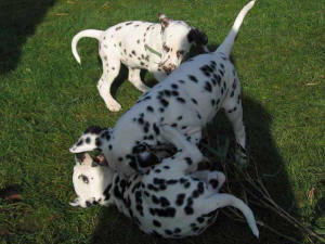 Bendix, Baxter und Bowie beim Spielen