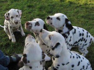 So sieht es aus, wenn es Leckerli gibt.