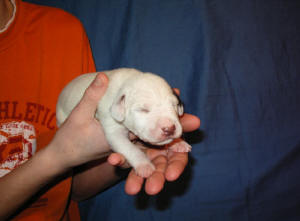 Bowie mit einer Woche