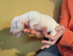 Belisha (6 Tage alt)