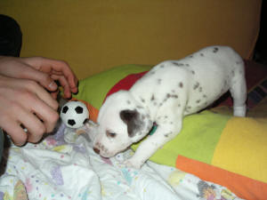 Bowie (im Fu�ballfieber wie seine Mama)