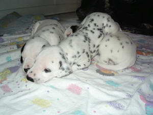 Bendix (mit seinen Br�dern)