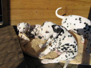 Baxter mit seinen Geschwistern beim Sonnen