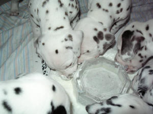 Belisha mit ihren Br�dern bein Quark essen.