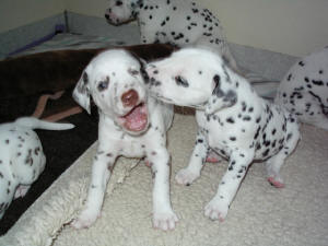 Bowie (links) mit Bendix