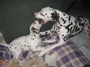 Bowie spielt mit Amy