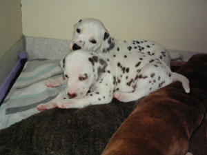 Brian (vorne) mit Buck