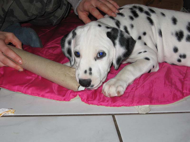 Das letzte Foto von Buck bei uns Zuhause.