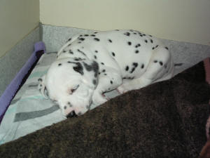 Buck ist ganz ersch�pft vom spielen.