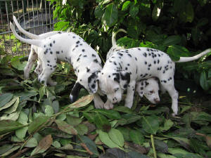 Buck mit seinen Geschwistern