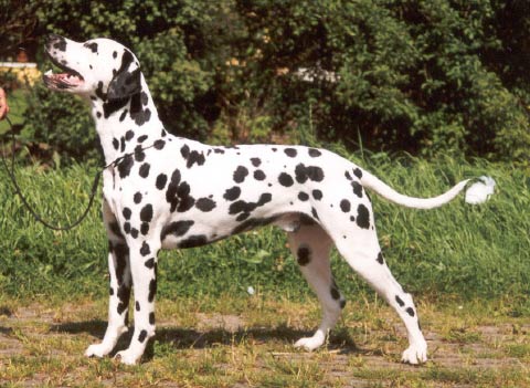 Multichamion Rocca al Mare Congregare