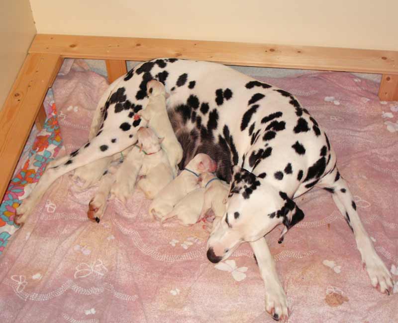 Aisha mit den 7 Welpen