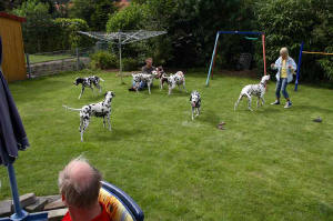 Welpentreffen 2007 "vom Velener Schloss"