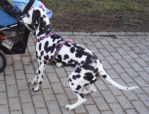 April vom Velener Schloss