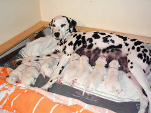 Aisha mit den Welpen des B-Wurfes