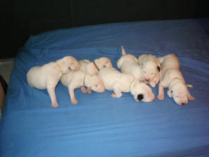 Unsere Welpen vom B-Wurf