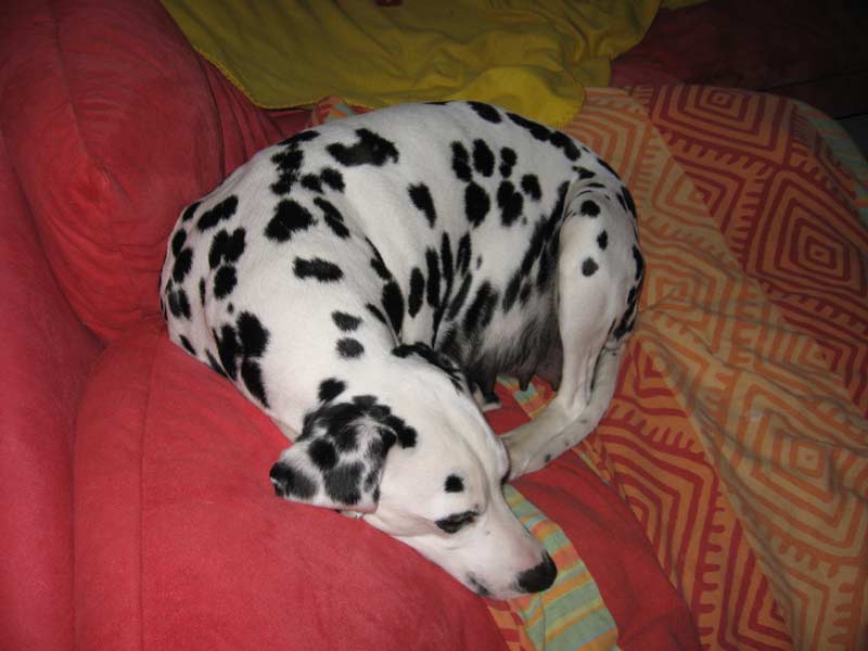 Aisha ist schon sehr rund