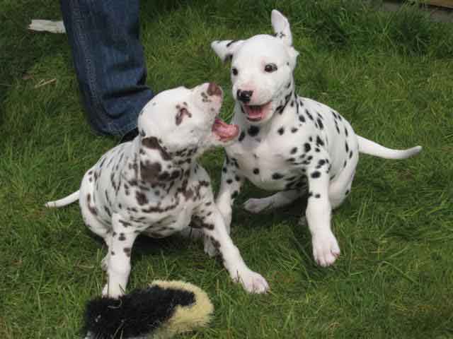 Celisha und Cleopatra