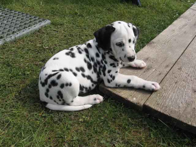 Cim hat alles im Blick