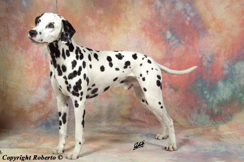 Odras Od Motovuna (gen. Henry)