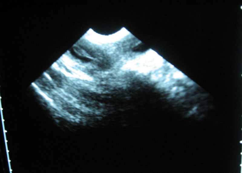 Hier sollen Welpen zu sehen sein!