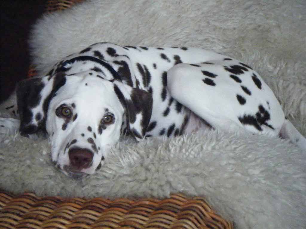 Cleopatra vom Velener schloss