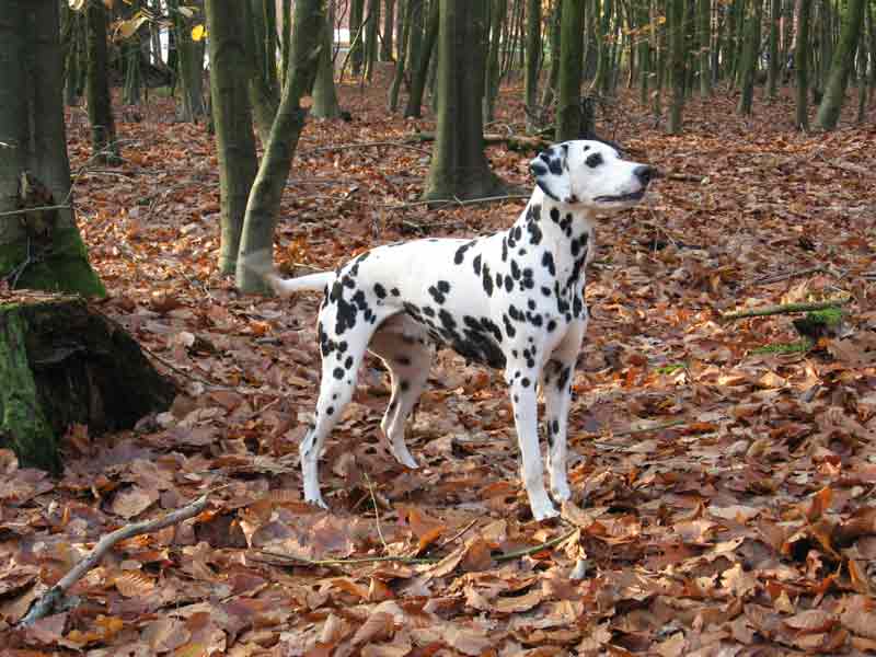 Aisha  vom Kappenbusch