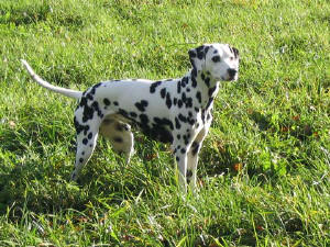 Aisha auf einer Wiese in Reken