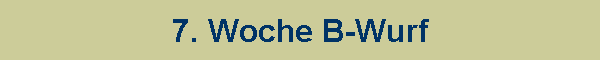7. Woche B-Wurf