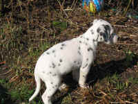 Aaron, genannt "Spikey"