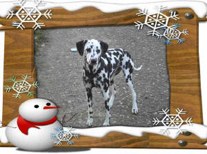 Alisha im Winter 2005