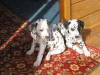 Amy (links) und Andra