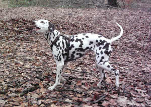Amy im Wald in Reken