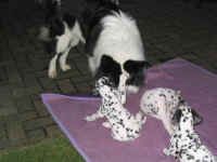 Der Elo "Cooper" beim Spiel mit den Welpen