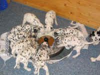 Dalmatinerwelpen bei der F�tterung