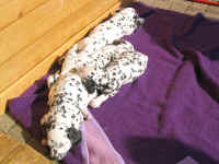 Mittagsschlaf in der Sonne