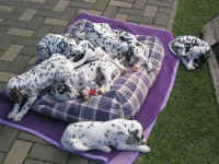 Die Welpen genie�en die Sonne