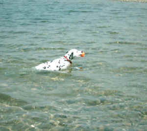 Speikey kann schwimmen