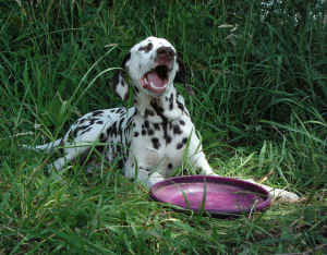 Amy vom Velener Schloss