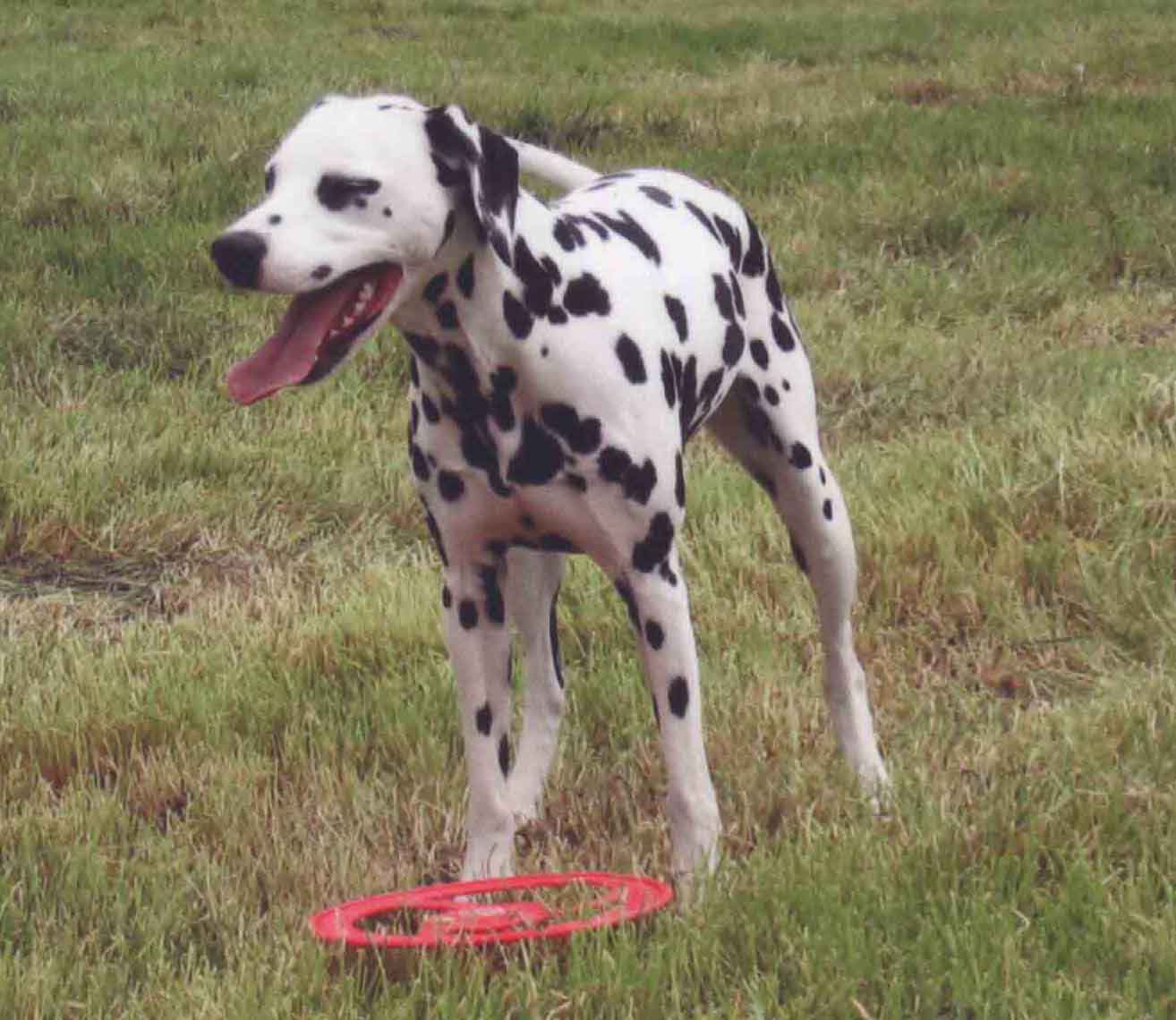 Aisha beim Sport mit Frisbee